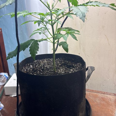 Cookies Gelato growlog timeline photo