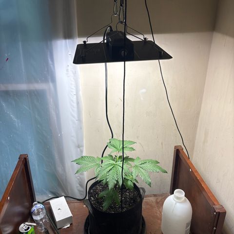 Cookies Gelato growlog timeline photo