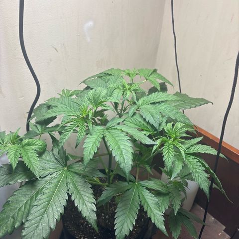 Cookies Gelato growlog timeline photo