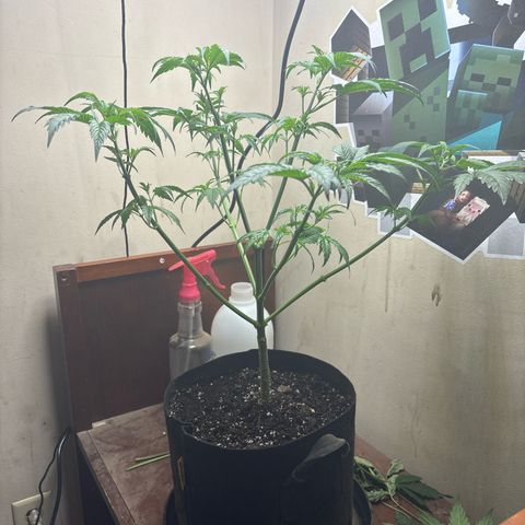 Cookies Gelato growlog timeline photo
