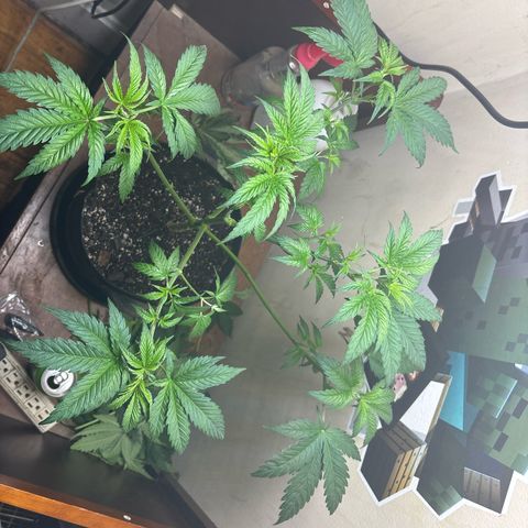 Cookies Gelato growlog timeline photo
