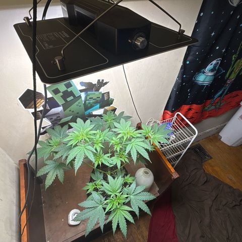 Cookies Gelato growlog timeline photo