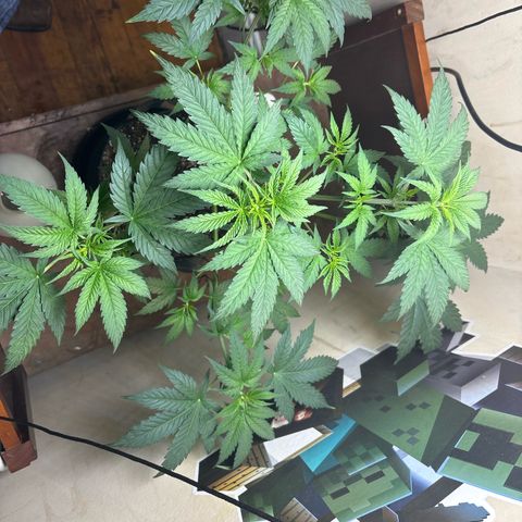 Cookies Gelato growlog timeline photo