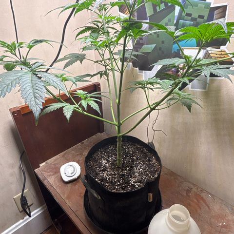 Cookies Gelato growlog timeline photo