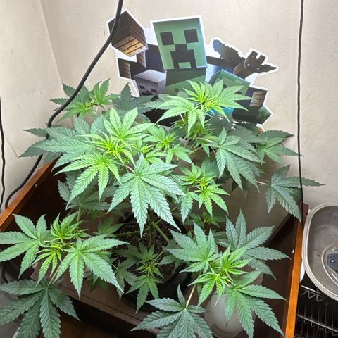 Cookies Gelato growlog timeline photo