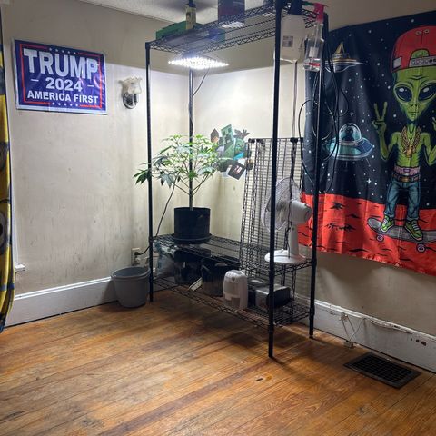 Cookies Gelato growlog photo: Changed my setup alittle 