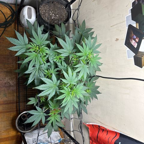 Cookies Gelato growlog timeline photo