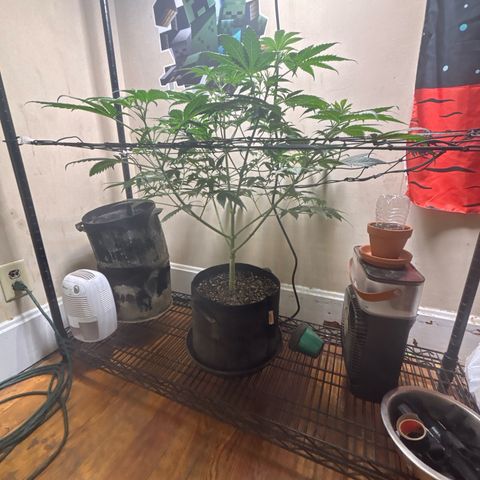 Cookies Gelato growlog timeline photo
