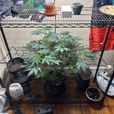 Cookies Gelato growlog timeline photo
