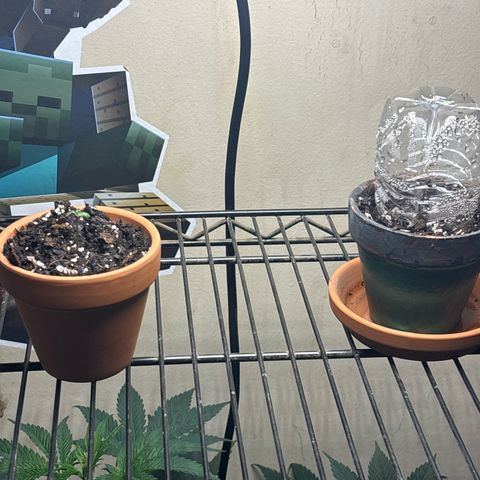 420 Fast Buds  growlog photo: Took humidity dome off 36 hrs after sprout 
