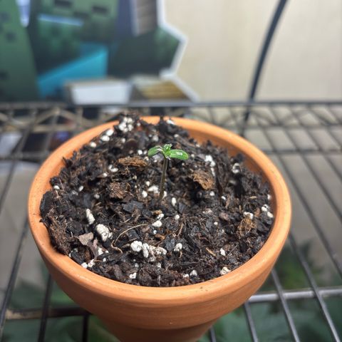420 Fast Buds  growlog photo: Took humidity dome off 36 hrs after sprout 