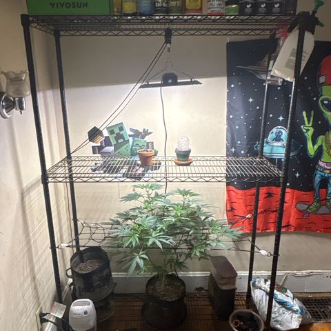 420 Fast Buds  growlog photo: Took humidity dome off 36 hrs after sprout 