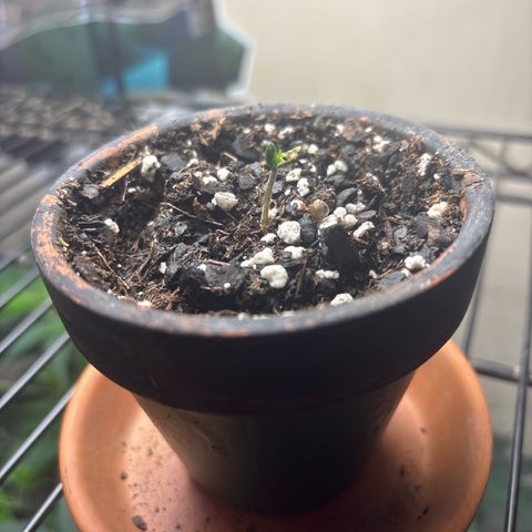 Tropicana Cookies growlog timeline photo