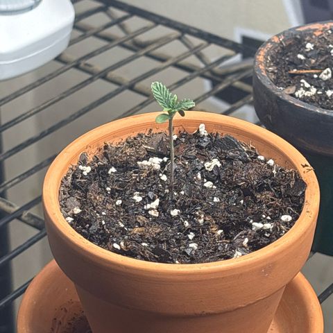 420 Fast Buds  growlog timeline photo