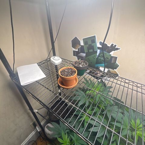 420 Fast Buds  growlog timeline photo