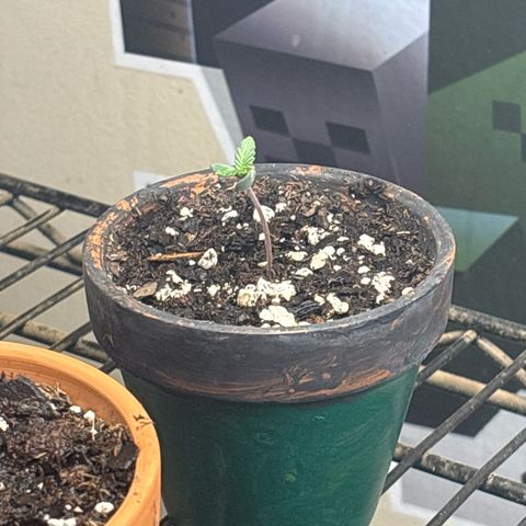 Tropicana Cookies growlog timeline photo