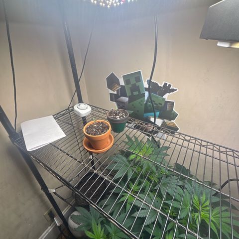 Tropicana Cookies growlog timeline photo