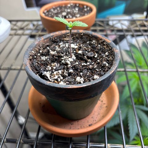 Tropicana Cookies growlog timeline photo