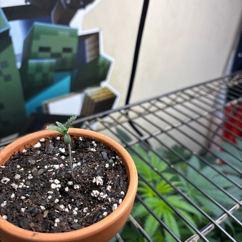 420 Fast Buds  growlog timeline photo