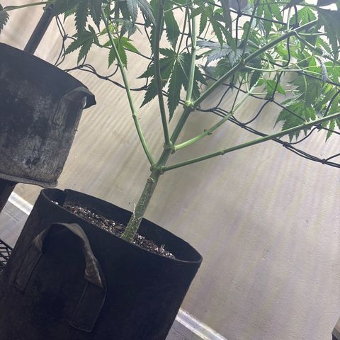 Cookies Gelato growlog timeline photo