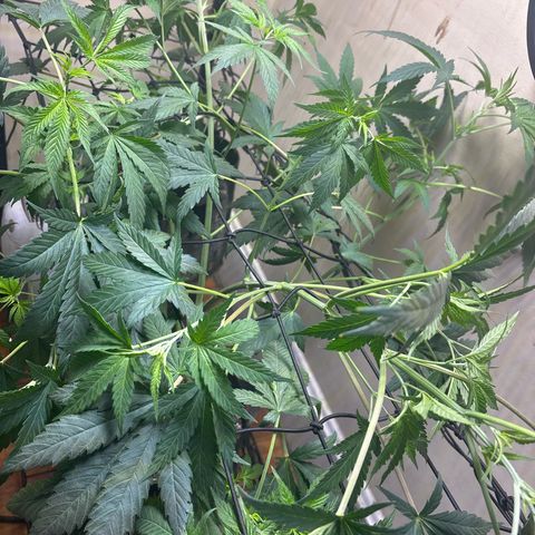 Cookies Gelato growlog timeline photo