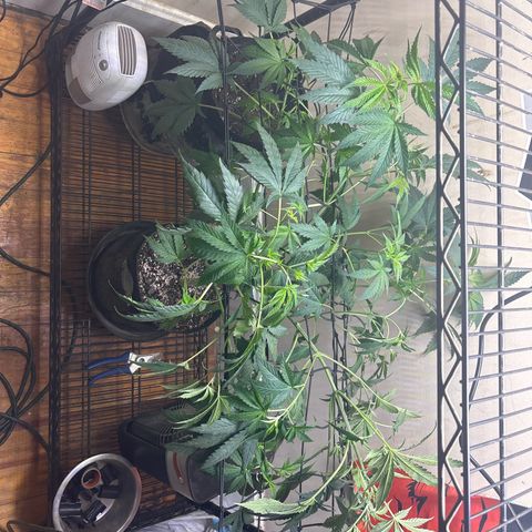 Cookies Gelato growlog timeline photo