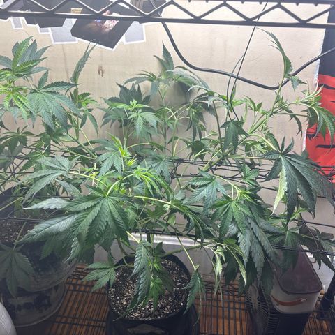 Cookies Gelato growlog timeline photo