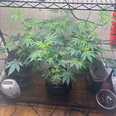Cookies Gelato growlog photo: Defoliated yesterday, she’s looking a lot better already after 12 hrs. 