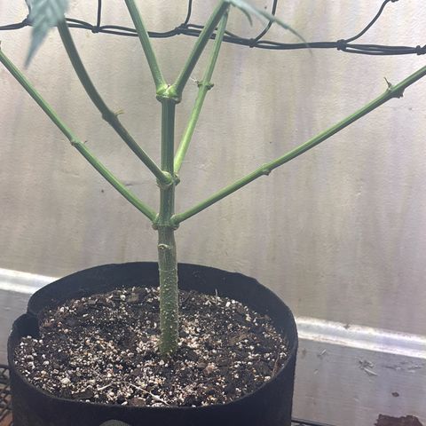Cookies Gelato growlog photo: Defoliated yesterday, she’s looking a lot better already after 12 hrs. 