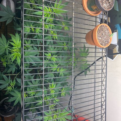 Cookies Gelato growlog photo: Defoliated yesterday, she’s looking a lot better already after 12 hrs. 