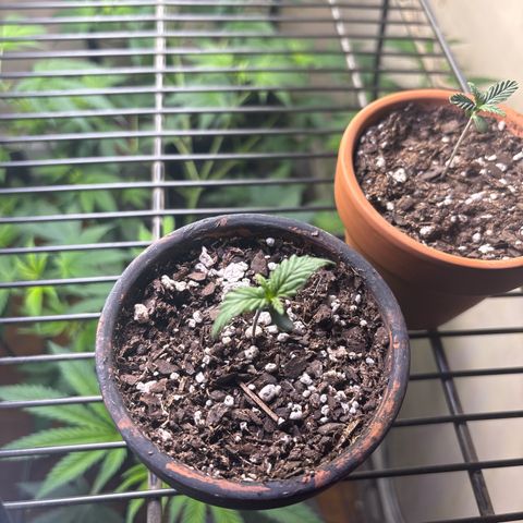 Tropicana Cookies growlog timeline photo