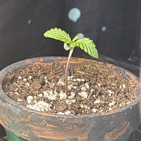 Tropicana Cookies growlog timeline photo