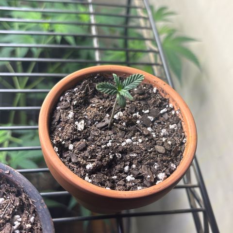 420 Fast Buds  growlog timeline photo