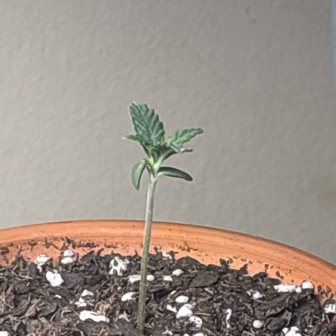 420 Fast Buds  growlog timeline photo