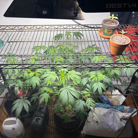 Cookies Gelato growlog photo: Stretched her very Wide & Bent her over 