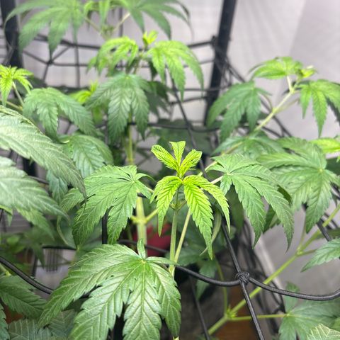 Cookies Gelato growlog photo: Stretched her very Wide & Bent her over 