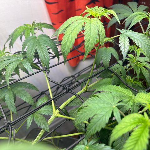 Cookies Gelato growlog photo: Stretched her very Wide & Bent her over 