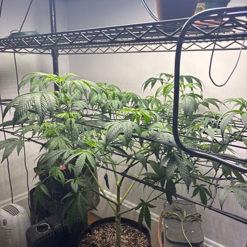 Cookies Gelato growlog photo: Stretched her very Wide & Bent her over 
