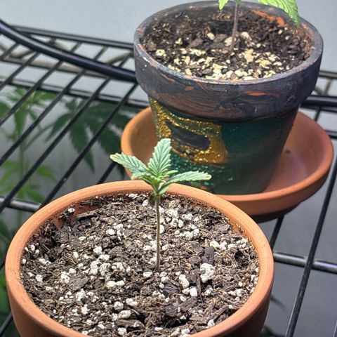 420 Fast Buds  growlog timeline photo