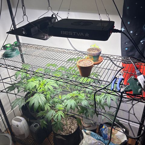 420 Fast Buds  growlog timeline photo