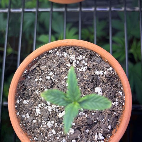 420 Fast Buds  growlog timeline photo