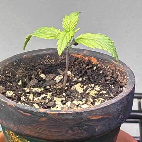 Tropicana Cookies growlog timeline photo