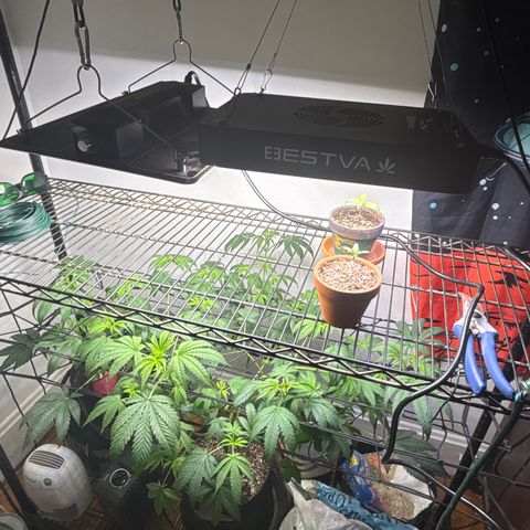 Tropicana Cookies growlog timeline photo
