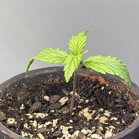 Tropicana Cookies growlog timeline photo