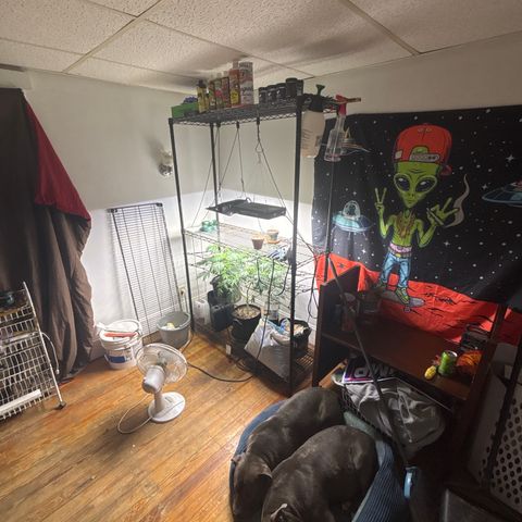 Cookies Gelato growlog timeline photo