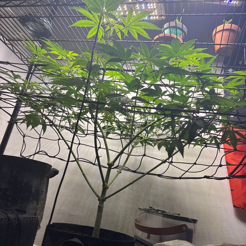 Cookies Gelato growlog photo: Canopy looking great 