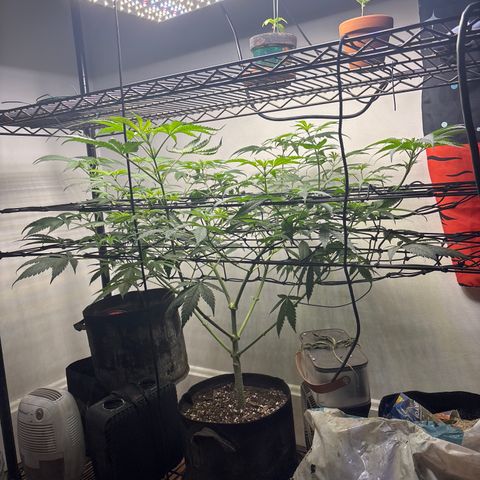 Cookies Gelato growlog photo: Canopy looking great 