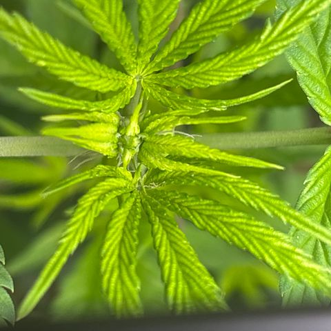 Cookies Gelato growlog photo: Pre-Flower 