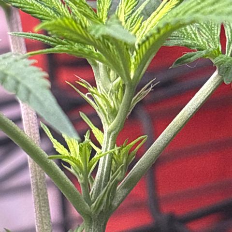 Cookies Gelato growlog photo: Pre-Flower 