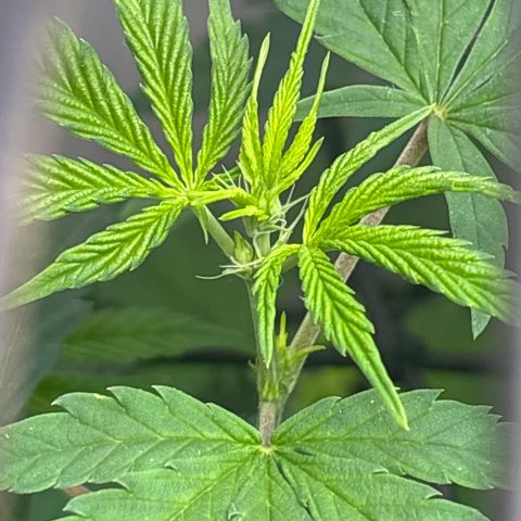 Cookies Gelato growlog photo: Pre-Flower 